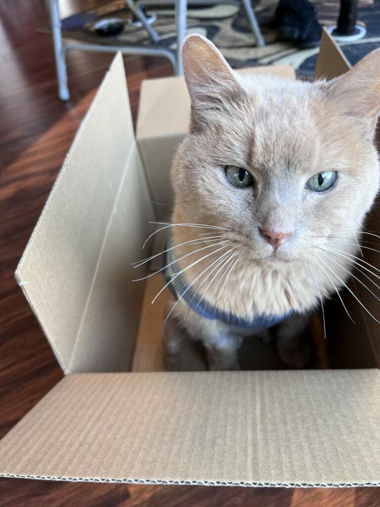 A tan cat is sitting in a cardboard box. He is slightly cross-eyed and wants you to pet him.